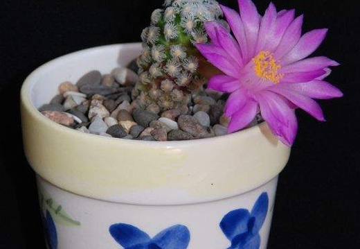 Ph Mammillaria theresae Moksa (1403 відвідувань) Ph Mammillaria theresae Moksa