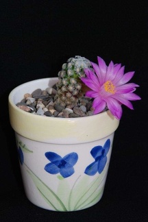 Ph Mammillaria theresae Moksa