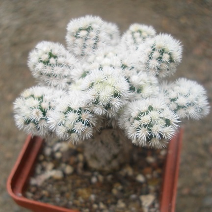 m  gracilis snow cap