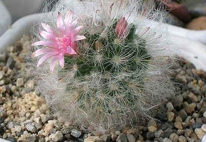 mammilaria bocasana Aplit (1605 відвідувань) mammilaria bocasana Aplit