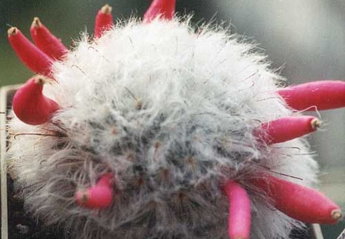 Mammillaria bocasana v. multilanata (2528 відвідувань) Фото и растение Татьяны Кецко (Киев)
Mammillaria bocasana v. multilanata