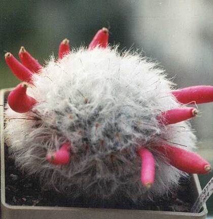 Mammillaria bocasana v. multilanata