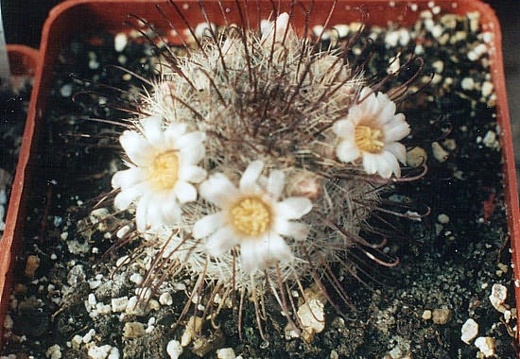 Mammillaria moelleriana (2416 відвідувань) Фото Ивановой Елены. Растение Татьяны Кецко (Киев) Mammillaria moelleriana