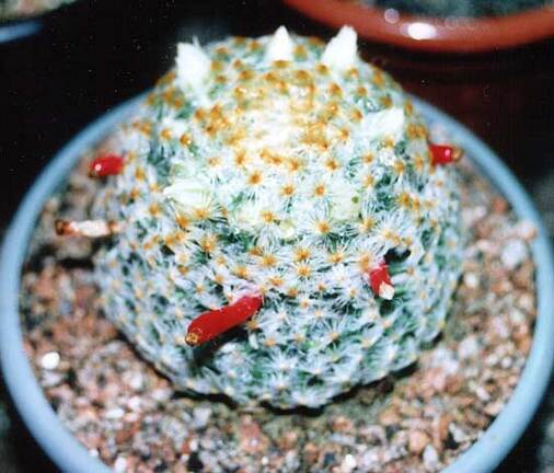 Mammillaria schiedeana