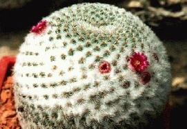 Mammillaria tlalocii (2361 відвідувань) Фото и растение Арлена Александровича Буренкова (Киев... Mammillaria tlalocii