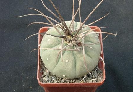 Matucana madisoniorum Gorb (1912 відвідувань) Matucana madisoniorum Gorb