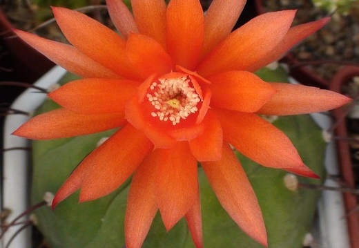 Matucana madisoniorum Sobolev (1747 відвідувань) Matucana madisoniorum Sobolev