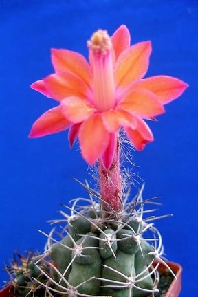 Matucana paucicostata Lira