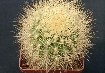 Matucana weberbaueri Gorb (1804 відвідувань) Matucana weberbaueri Gorb