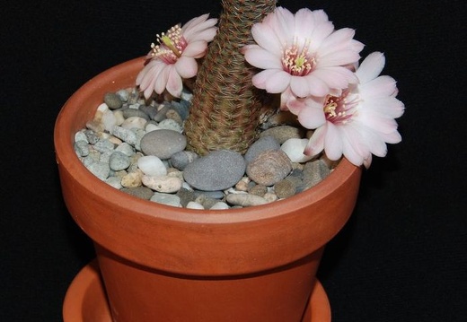 Ph Mediolobivia canacruzensis Moksa (1958 відвідувань) Ph Mediolobivia canacruzensis Moksa