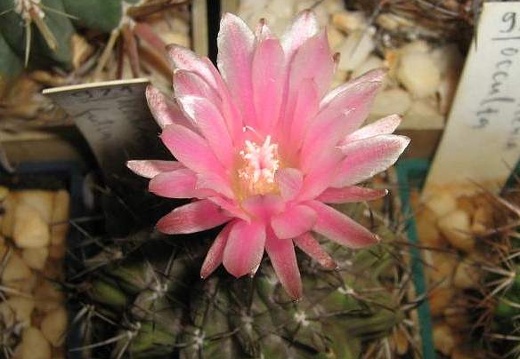 Neochilenia fusca Galin FG (1951 відвідувань) Neochilenia fusca Galin FG