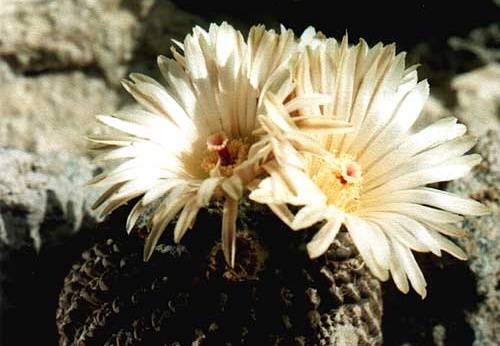 Neochilenia residua (2999 відвідувань) Фото и растение Арлена Александровича Буренкова (Киев... Neochilenia residua