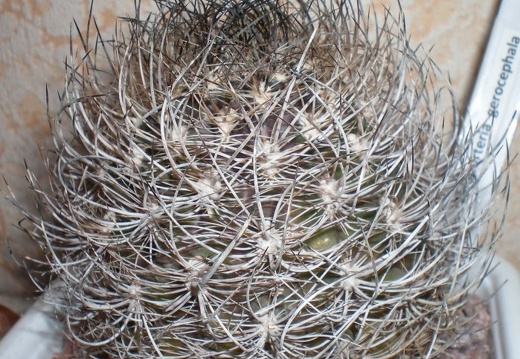 Neoporteria gerocephala (1874 відвідувань) Neoporteria gerocephala