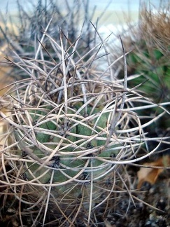 Neoporteria microsperma Eriosyce subgibbosa Burzak FG