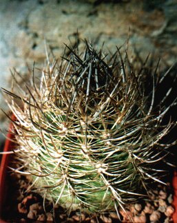 Neoporteria coimacensis