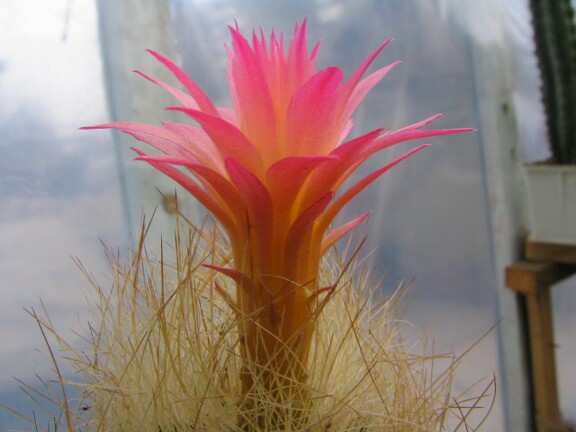 Neoporteria multicolor