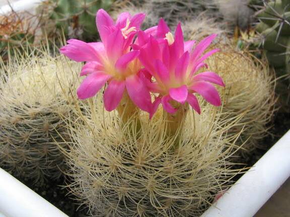 Neoporteria multicolor