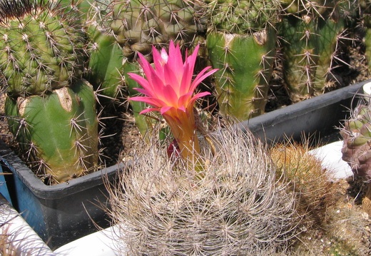 Neoporteria senilis (3068 відвідувань) Фото и растение Владимира Фоменко (Запорожье)
Neoporteria senilis