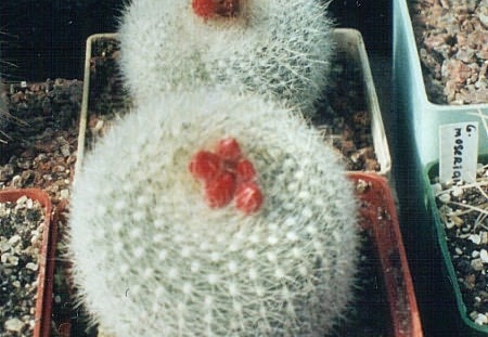 Notocactus haselbergii (1660 відвідувань) Notocactus haselbergii
