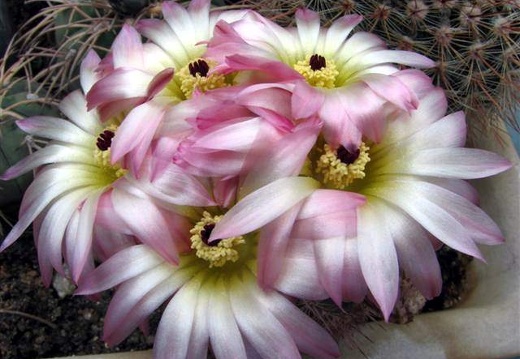 Notocactus rutilans Fom FG (1895 відвідувань) Notocactus rutilans Fom FG