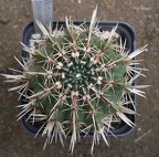 Notocactus submammulos us Iv FG