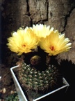 Notocactus apricus