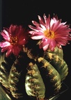 Notocactus uebelmannianus