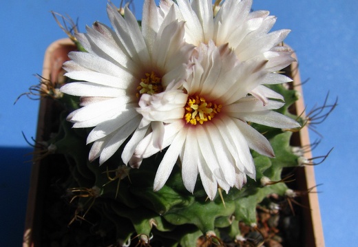 Obregonia denegrii 002 (1781 відвідувань) Obregonia denegrii 002