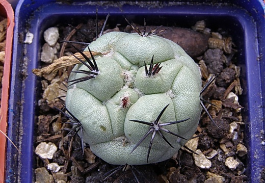 Ortegocactus macdougallii 1 (1933 відвідувань) Ortegocactus macdougallii 1