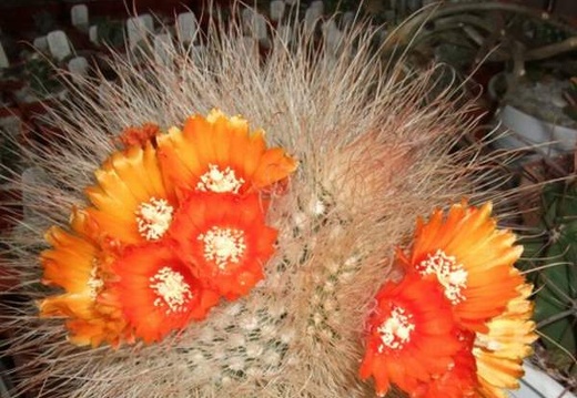Parodia microsperma d-nv FG (1840 відвідувань) Parodia microsperma d-nv FG