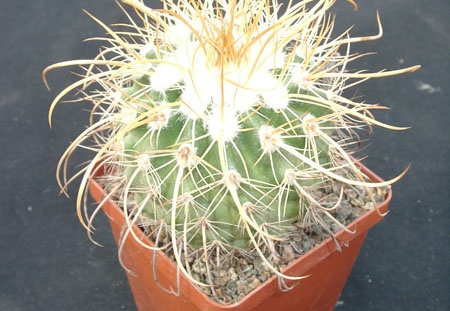 Parodia maassii (1802 відвідувань) Parodia maassii