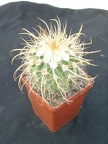 Parodia maassii