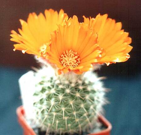 Parodia mutabilis