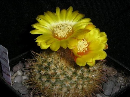 Parodia mutabilis v elegans Kazuin FG (1503 відвідувань) Parodia mutabilis v elegans Kazuin FG