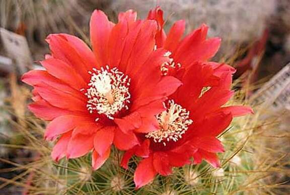 Parodia penicillata Bon FG