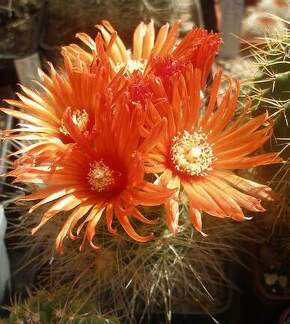 Parodia penicillata v. nivosa