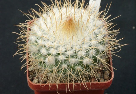 Parodia rozendeana (1530 відвідувань) Parodia rozendeana
