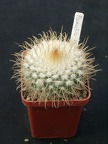 Parodia rozendeana