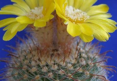 Parodia rubricentra Lira (1535 відвідувань) Parodia rubricentra Lira