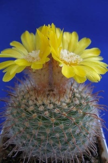 Parodia rubricentra Lira