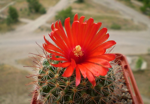 Parodia sanguiniflora (2626 відвідувань) Фото и растение Артема Гончарюка (Черкассы) Parodia sanguiniflora
