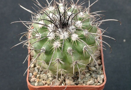 Parodia suprema (1733 відвідувань) Parodia suprema