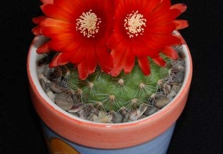 Ph Parodia rubriflora Moksa (1600 відвідувань) Ph Parodia rubriflora Moksa