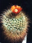 Parodia herzogii