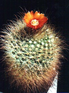 Parodia herzogii