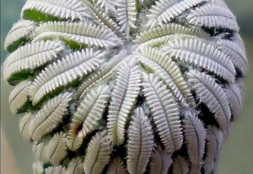 Pelecyphora aselliformis (1677 відвідувань) Pelecyphora aselliformis