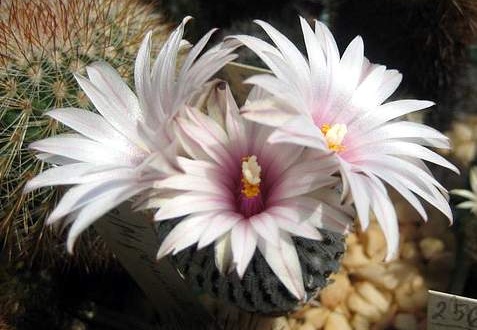 Ph Pelecyphora Turbinicarpus pseudopectinata Galin (1687 відвідувань) Ph Pelecyphora Turbinicarpus pseudopectinata Galin