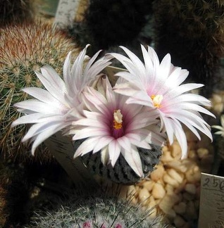 Ph Pelecyphora Turbinicarpus pseudopectinata Galin