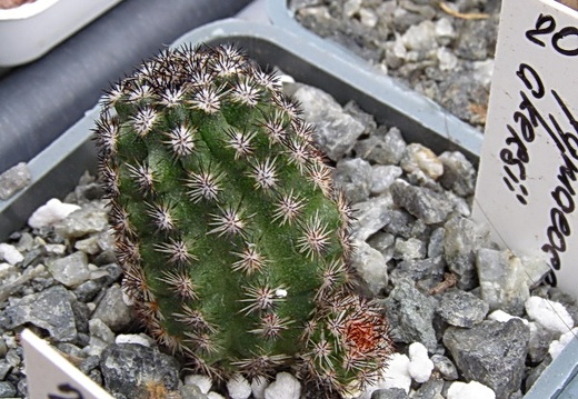 Pygmaeocereus akersii (1903 відвідувань) Pygmaeocereus akersii