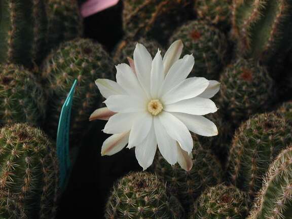 Pygmaeocereus akersii fl